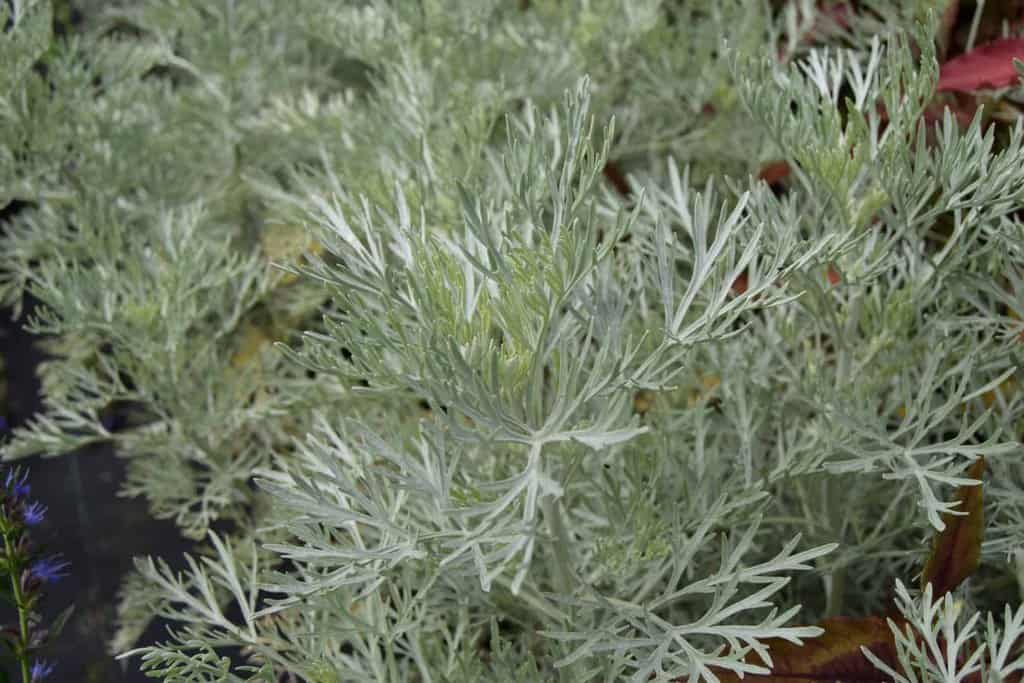 Artemisia 'Powis Castle' ---